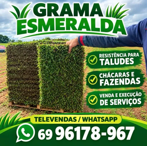 Grama esmeralda e bermuda