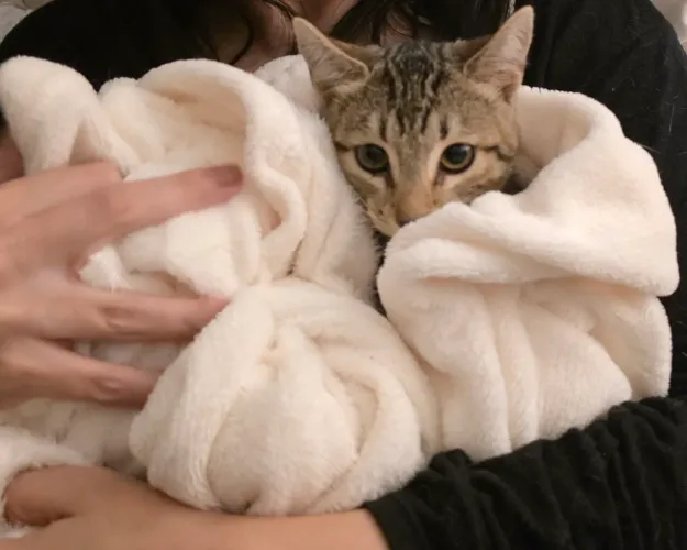 Gato filhote de 4 meses resgatado precisa de lar