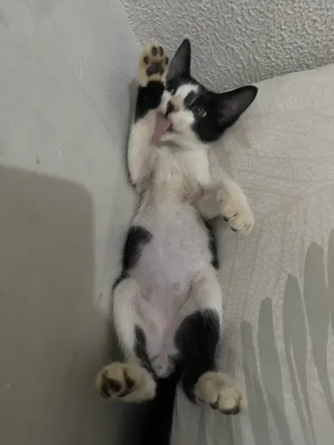 Doando esse gatinho fofo tem 4 meses nome dele E kylua 