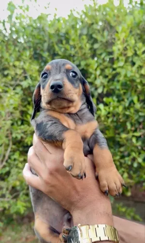 Filhote Macho Dachshund Mini Arlequim