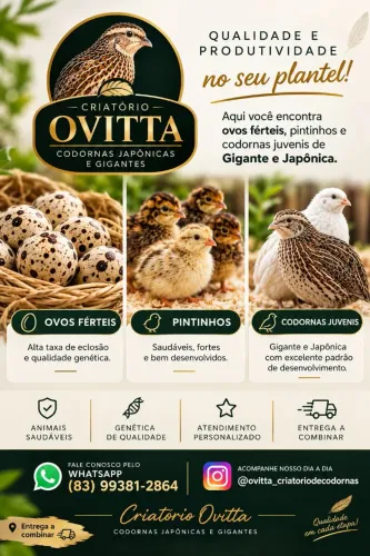 Codornas japônica e gigante, ovos férteis...