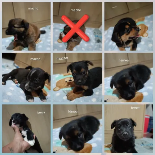 Doação de filhotes 