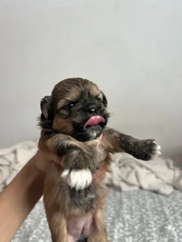 Filhotes de ShihTzu