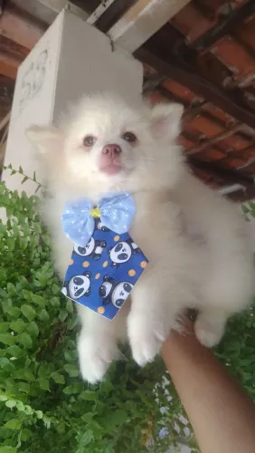 Lulu minúsculo na troca de pelos com 6 meses todas as vacinas importada