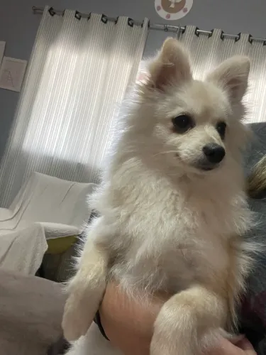 Lulu da pomeraniA fêmea/ spitz alemão