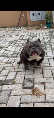 Cobertura american bully exotic 