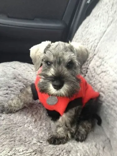 Encontre conosco lindas bbs de Schnauzer!!! 