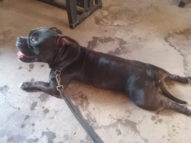 Doacao femea raca america bully 3 anos