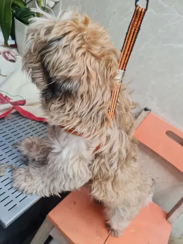 Cachorro shitizu 
