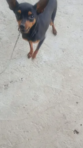 Vendo 2 cachorros pinscher idade 8 meses