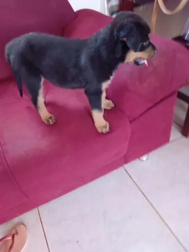 Cachorro 