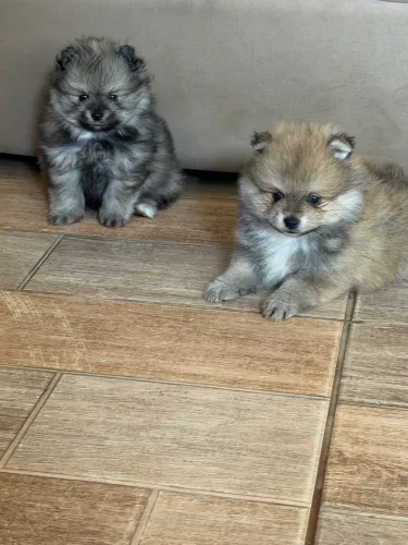 Filhote de Lulu da Pomerânia macho