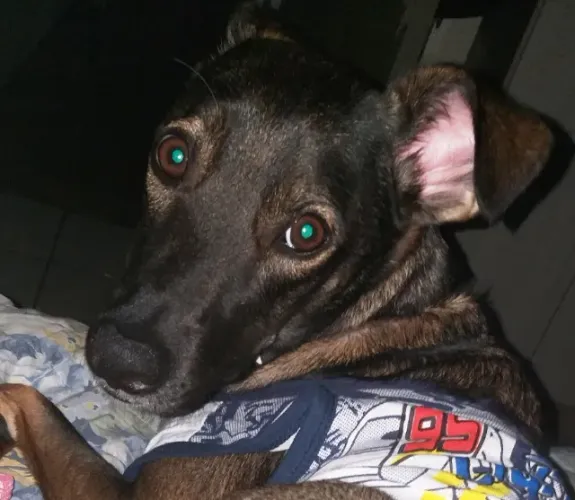Ofereço Os MEUS Serviços De Dog Walker Em Sp . Zona Norte . REGIÃO DO PARQUE NOVO MUNDO