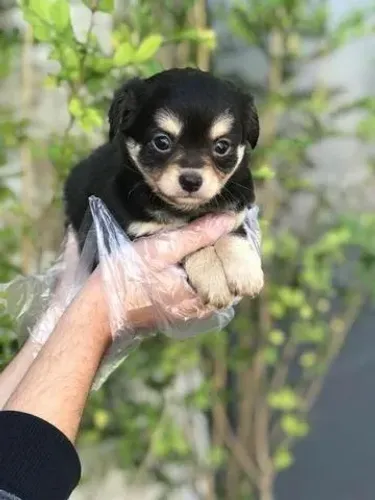 Chihuahua- Machinho lindo com 54 dias, garantias da raça em contrato-Dani