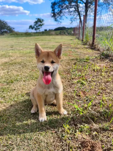  Shiba Inu Laranja Filhote com beleza natural 
