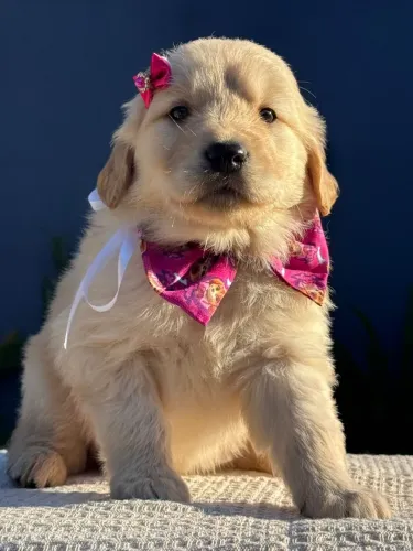 Golden retriever disponível