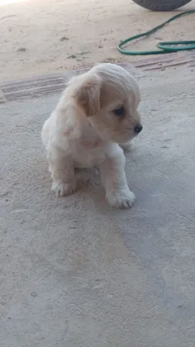 Vende-Se filhote de poodle