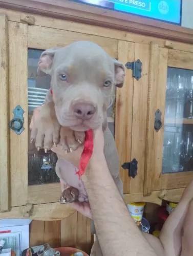 A. Bully - (micro-pocket-standart) lindos filhotes!