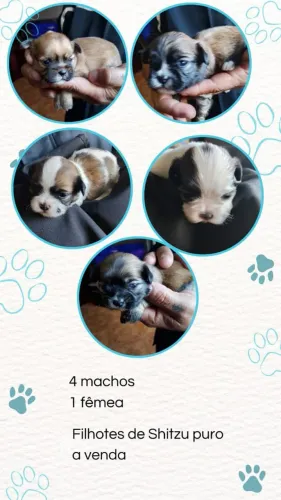Vende se filhotes de shih-tzu 