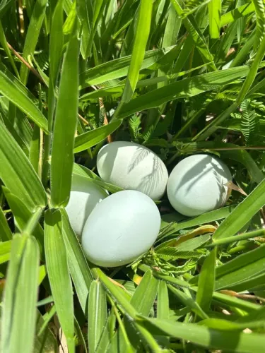 Pintinhos Ameraucana
