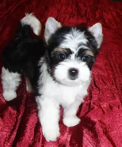 Conheça nossos Biewer Yorkshire Terrier: fofura e qualidade!
