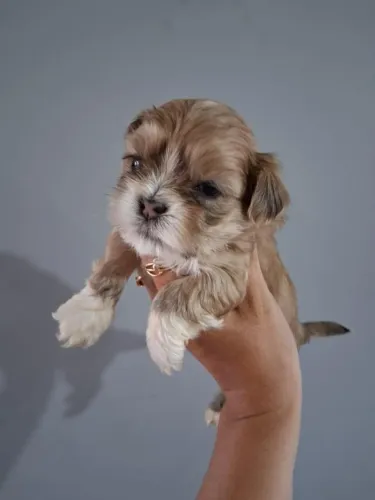 Filhote ShihTzu de pequeno porte