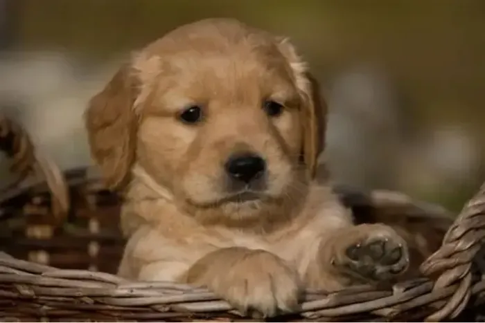O Golden Retriever é um cão amigável