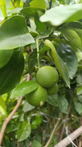Frutíferas produzindo