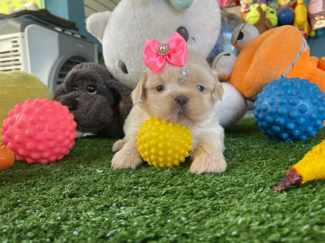 Shih tzu fêmea $2.600,00