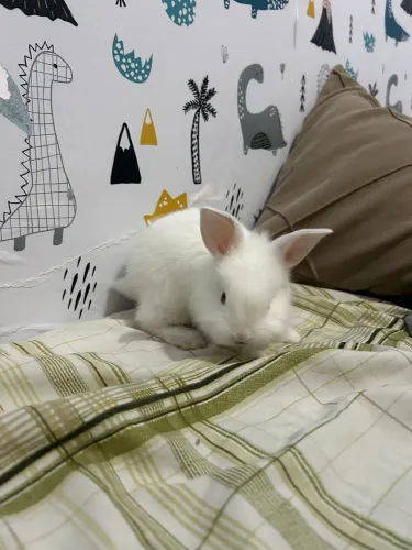 Mini coelho 