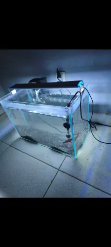 Aquário, bomba, luminária e termostato