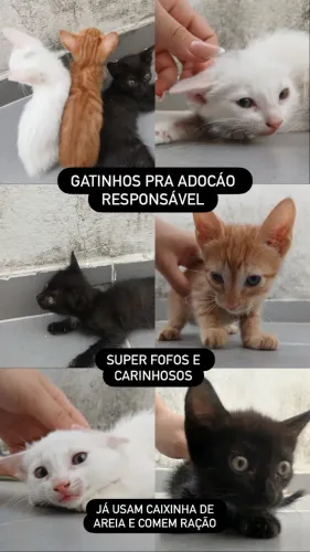 Adoção responsável