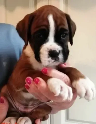 Boxer,Boxer Filhote Vacinado e Vermifugado