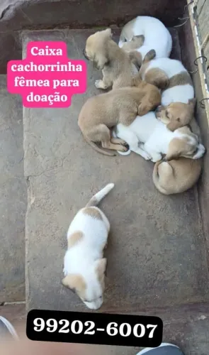 Cachorrinha firme para doação porte médio