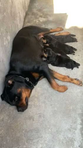 Vendo filhotes de rottweiler com pedigree