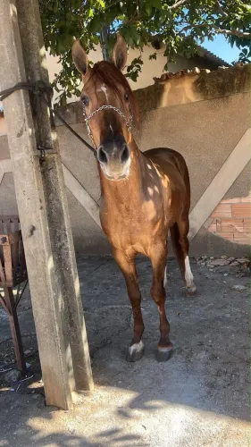 Cavalo genuíno de marcha picada
