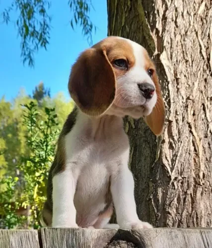Filhotes de Beagle | Um amigo para fazer história