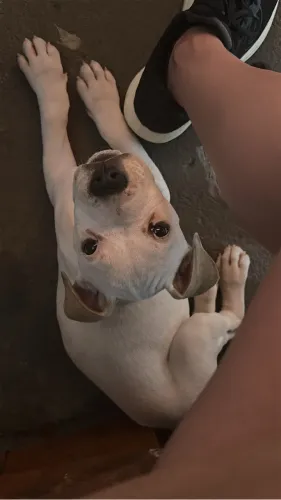 Pitbull Femea
