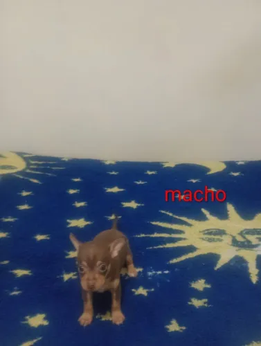 Pinscher 