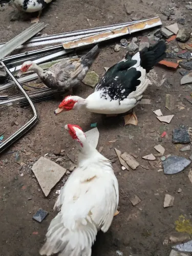 Patos gamela