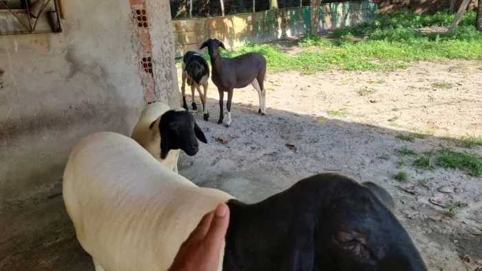 Carneiros a partir de 1.000,00