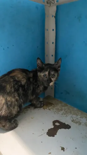Gatinha fêmea para adoção 