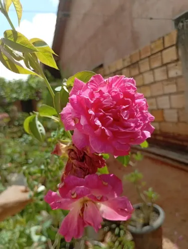 Roseira