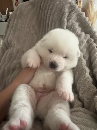 Akita Inu entrega em 11/07 com pedigree