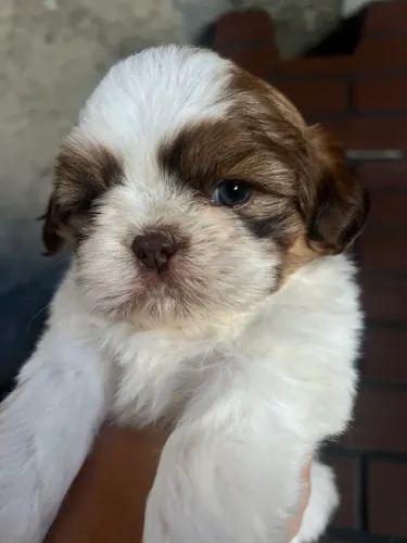 Vendo shitzu