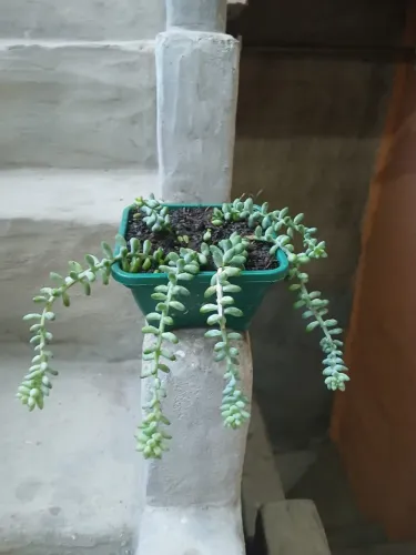 Planta dedinho de moça 