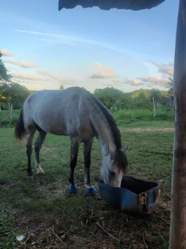 Cavalo bom é barato,pordo de apenas 4 anos,marcha picada bom de verdade