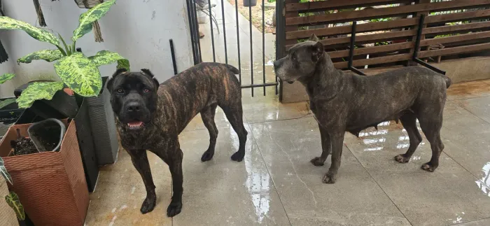 Reserva, Cane Corso,  filhotes com pedigree 