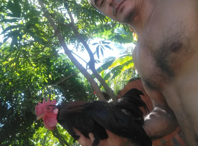 Galinha da índia  ana 