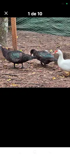 Patos e patas